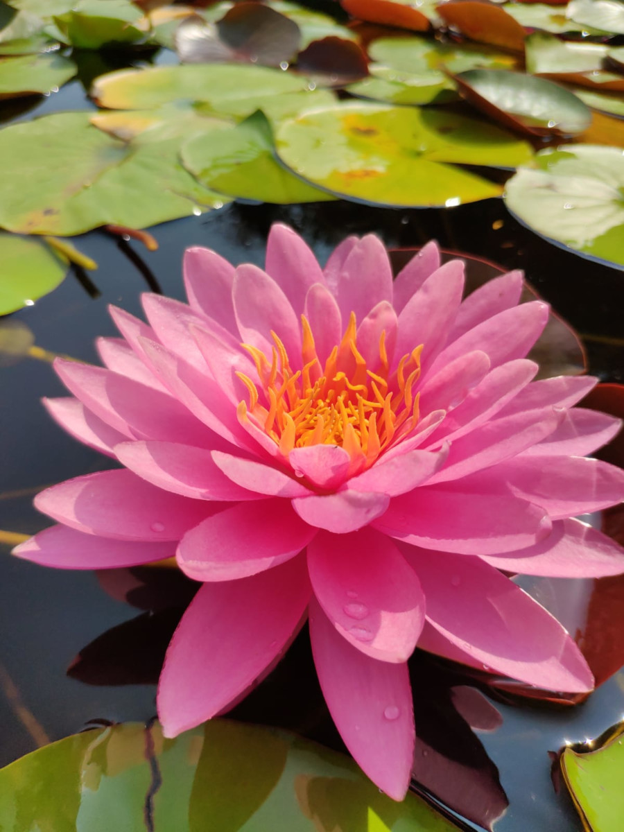 Nymphaea 'Chompoo Pairat'