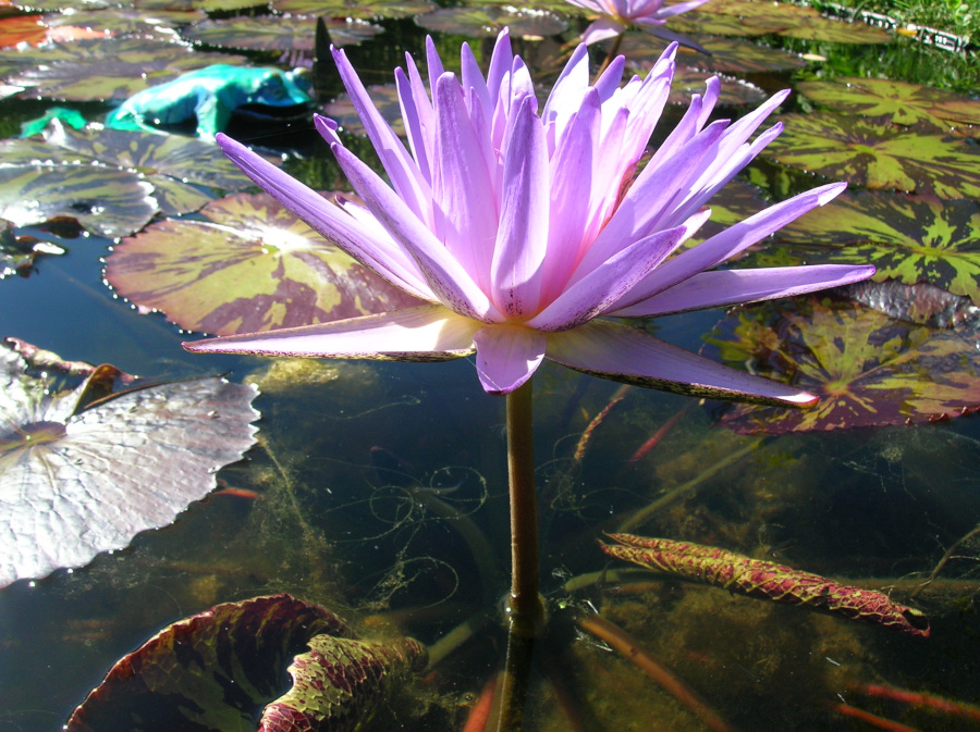 Nymphaea 'Foxfire' - immagine 2