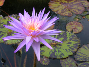 Nymphaea 'Foxfire'