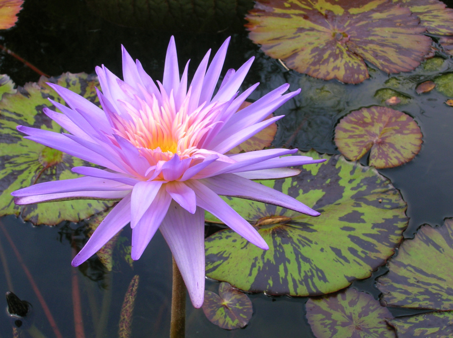 Nymphaea 'Foxfire'
