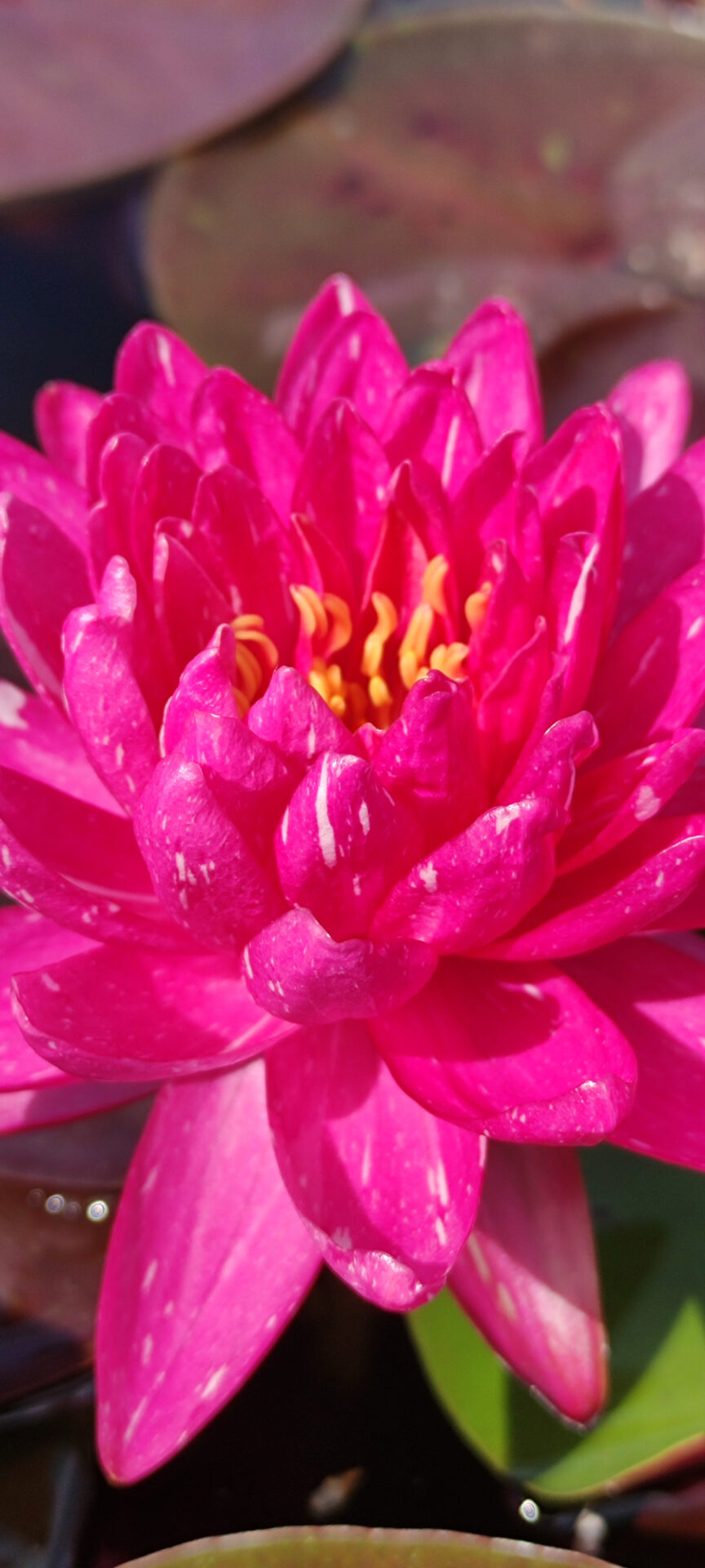 Nymphaea 'Jakkaphong' - immagine 2