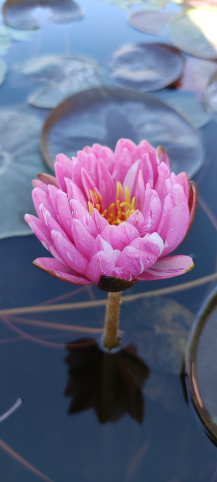 Nymphaea 'Jakkaphong' - immagine 3