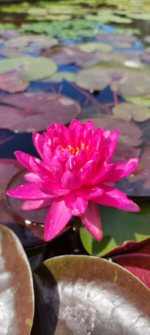 Nymphaea 'Jakkaphong'