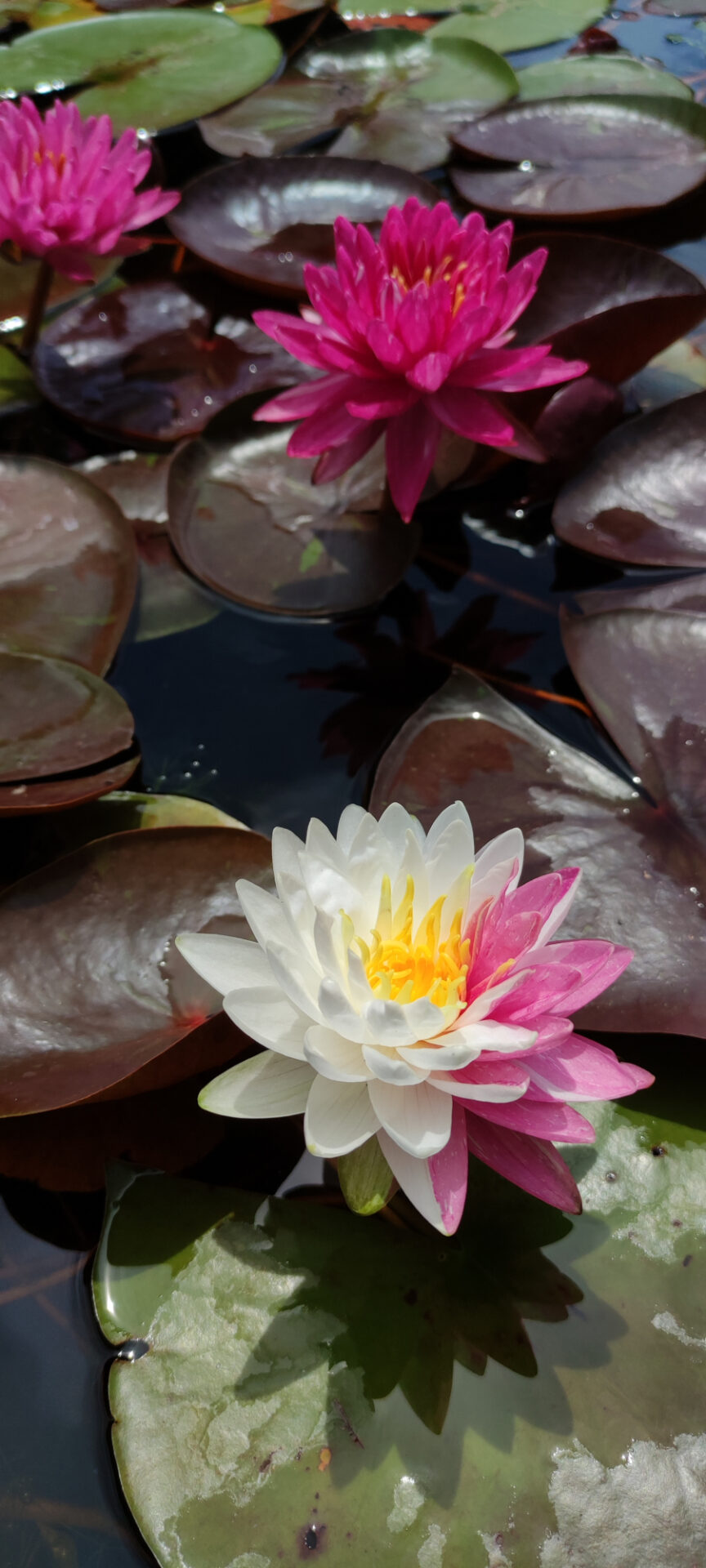 Nymphaea 'Jakkaphong' - immagine 4