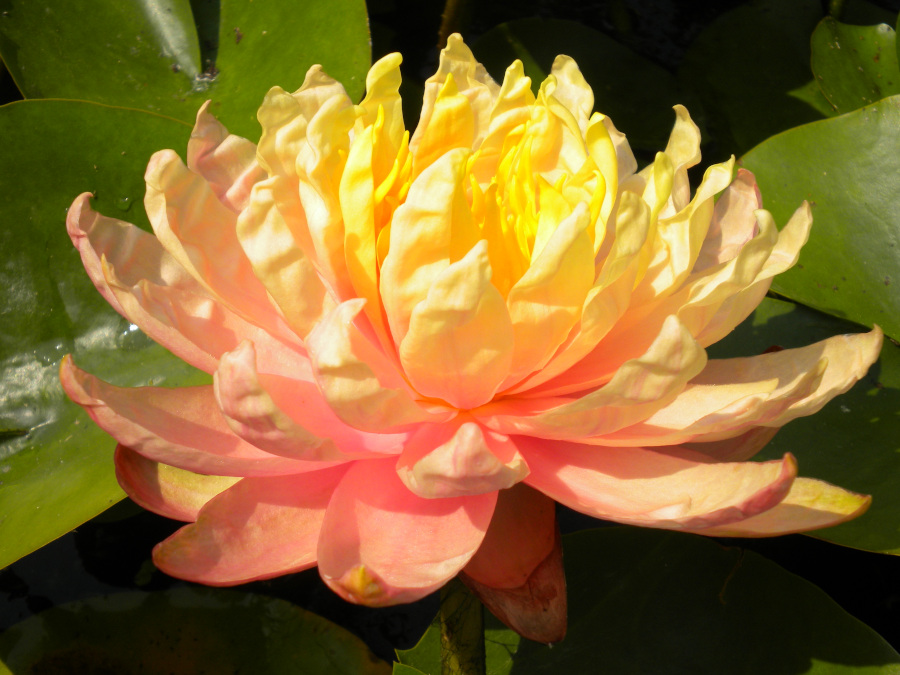 Nymphaea 'Mangkala Ubol' - immagine 2