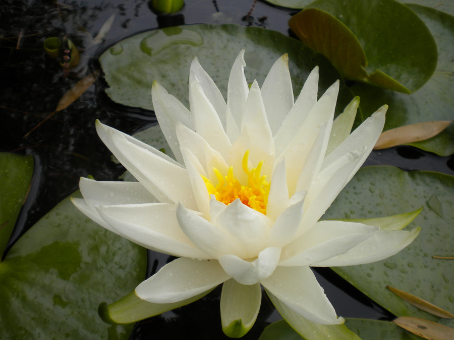 Nymphaea 'Virginia' - immagine 2