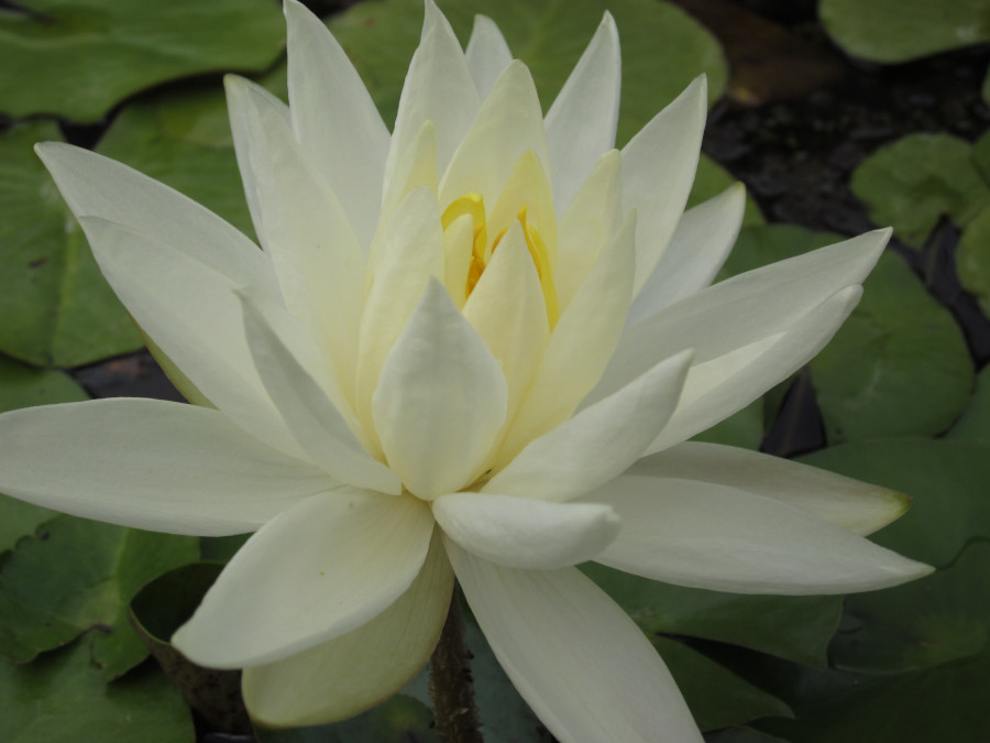 Nymphaea 'Virginia'