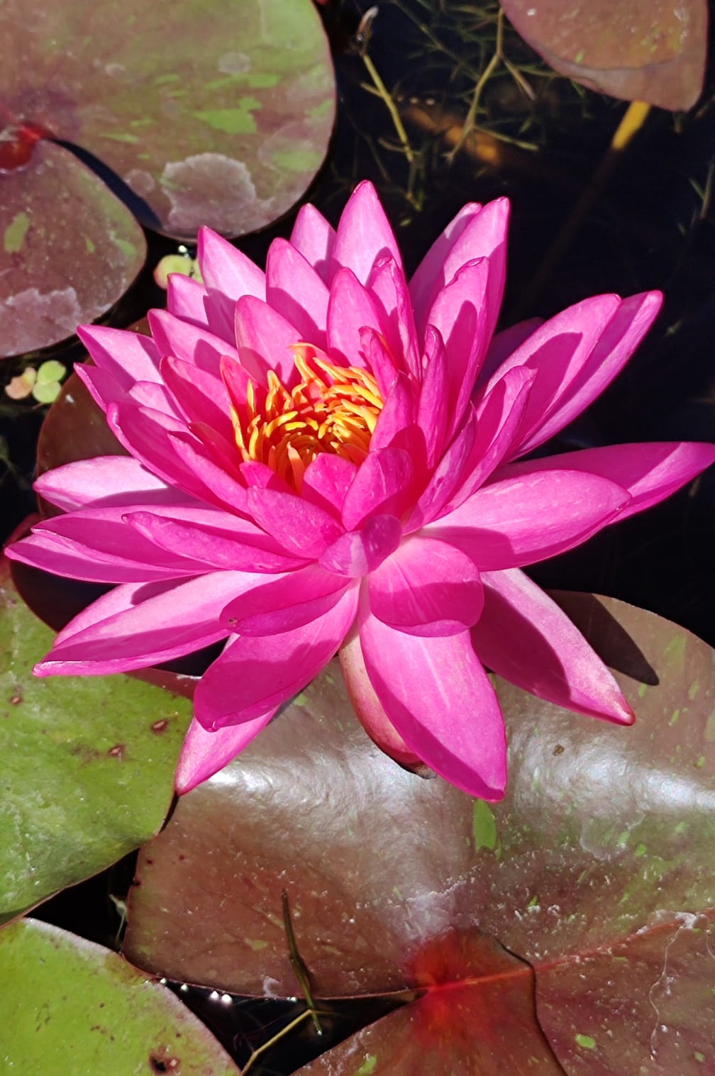 Nymphaea 'Lai Thai' - immagine 2