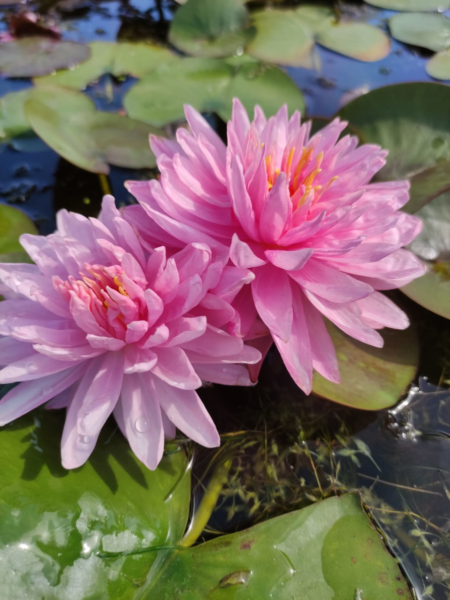 Nymphaea 'Jakkapan' - immagine 2