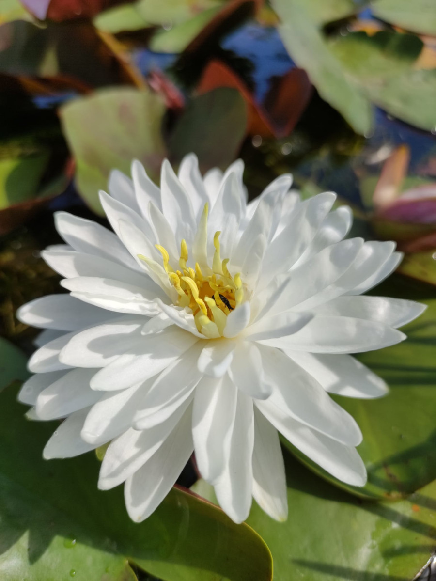 Nymphaea 'Jakkapan' - immagine 3