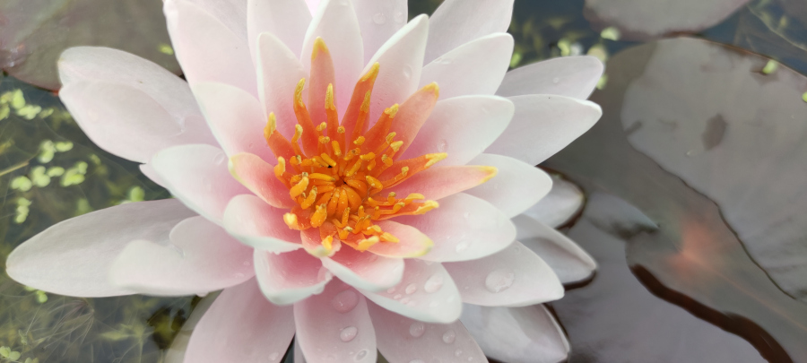 Nymphaea 'Ray Davies' - immagine 2