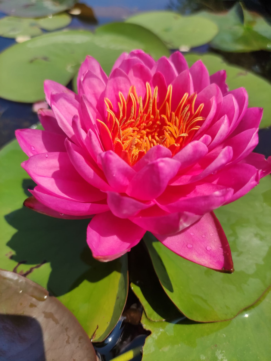 Nymphaea 'Siam Beauty' - immagine 2