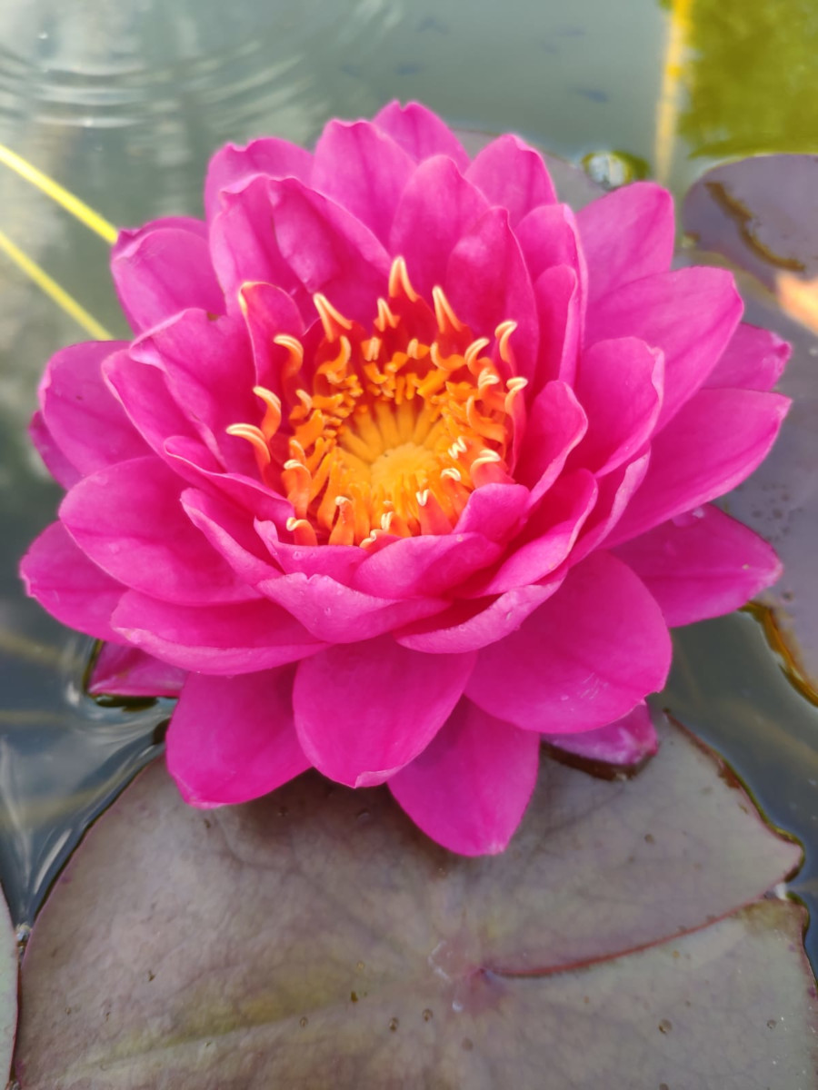 Nymphaea 'Siam Dahlia' - immagine 2