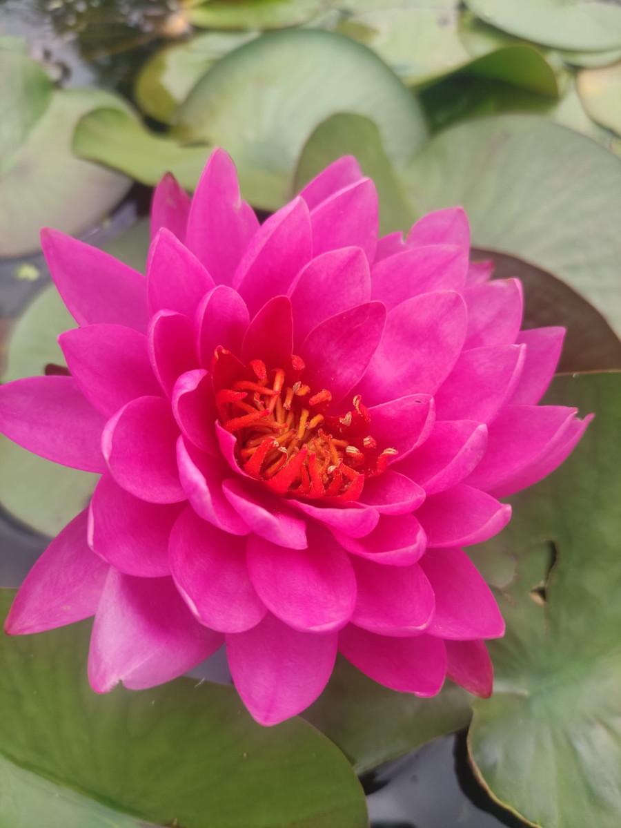 Nymphaea 'Tan-Khwan - immagine 2