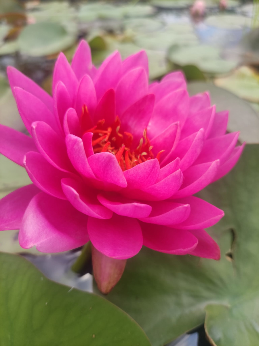 Nymphaea 'Tan-Khwan