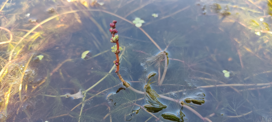 Myriophyllum spicatum - immagine 2