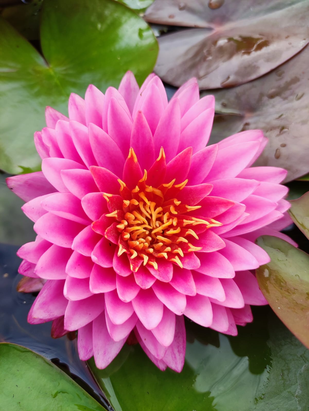 Nymphaea 'Nual-La-Or' - immagine 2