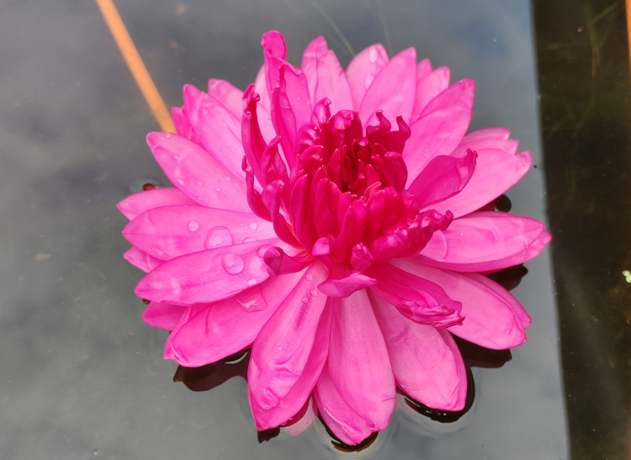 Nymphaea 'Fucsia Pom Pom'