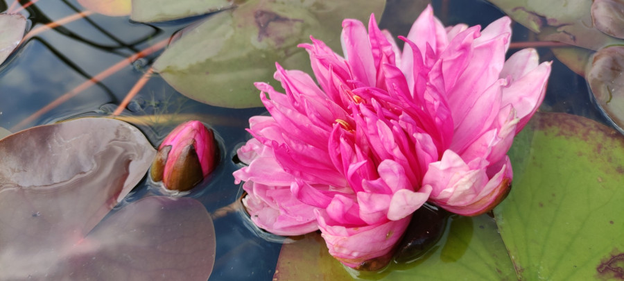 Nymphaea 'Fucsia Pom Pom' - immagine 2