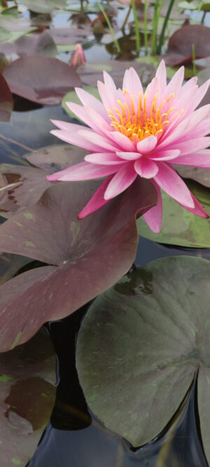 Nymphaea 'Nipaporn'