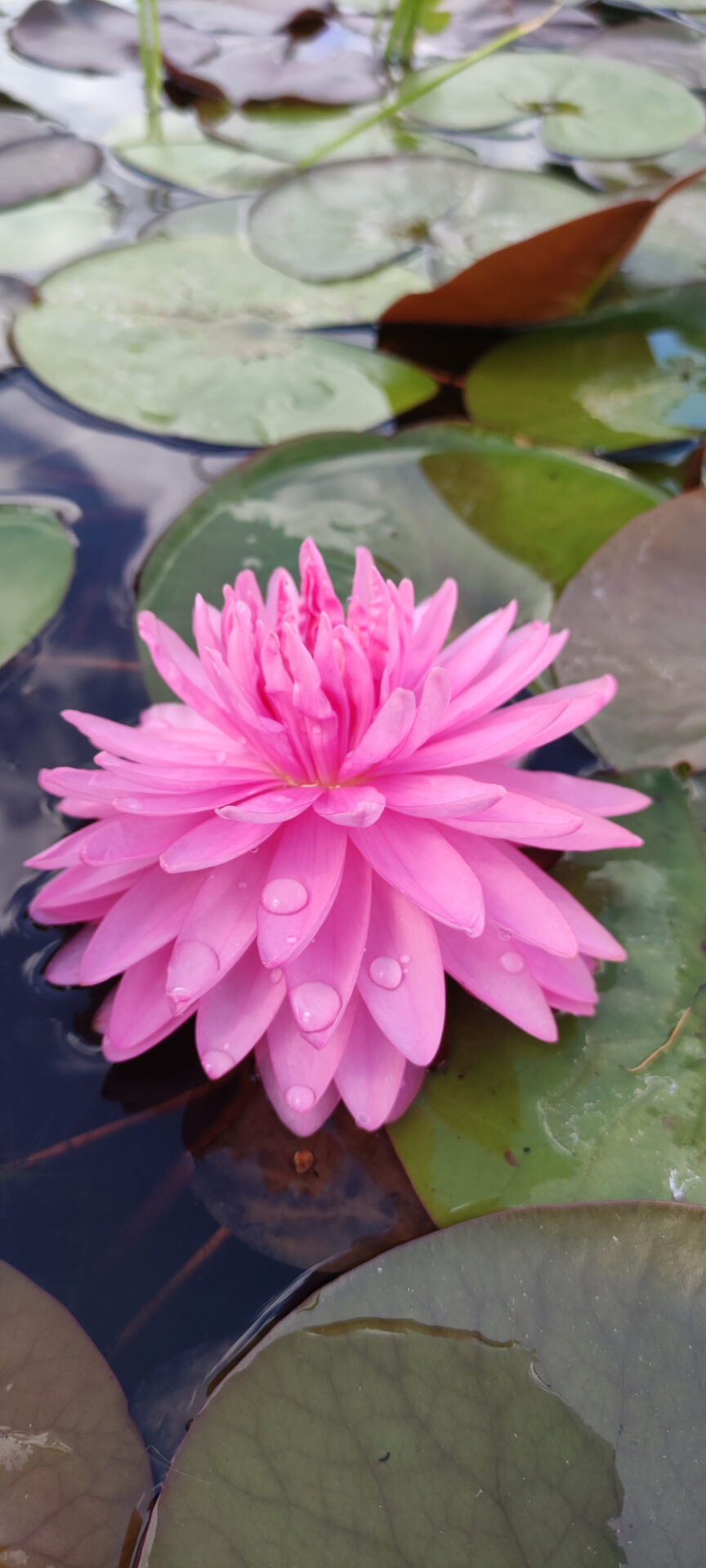 Nymphaea 'Nual-La-Or'