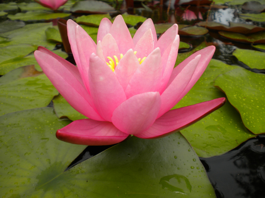 Nymphaea 'Pink Sensation' - immagine 2