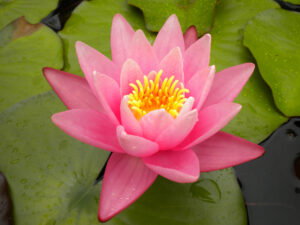 Nymphaea 'Pink Sensation'