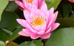 Nymphaea 'Fabiola'