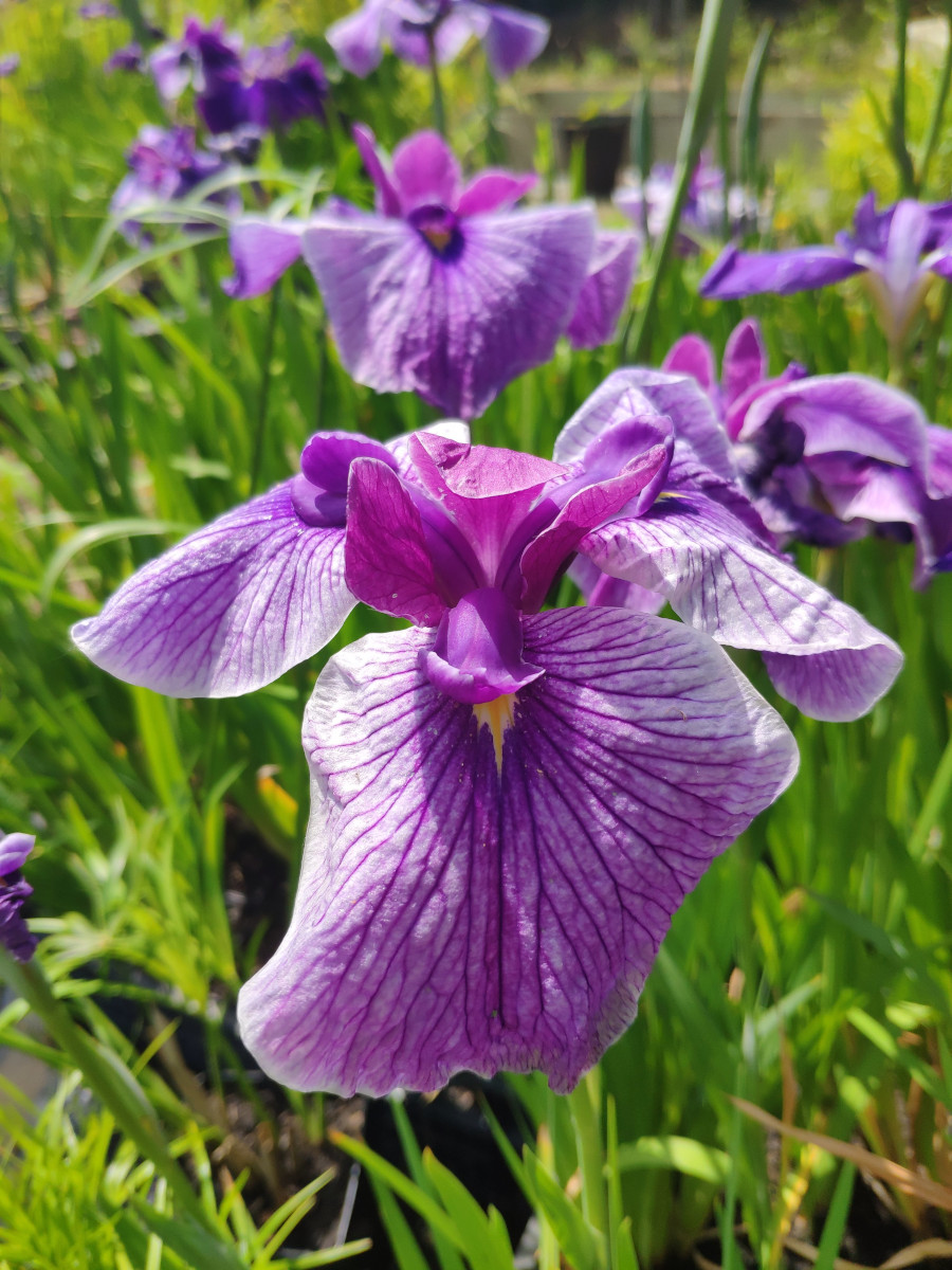 Iris ensata 'Prairie Glory'