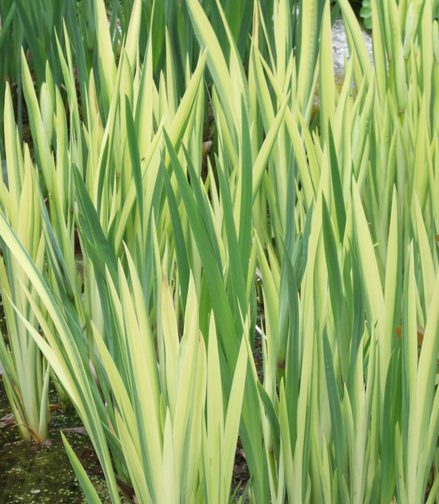 Iris pseudacorus 'Variegata' - immagine 2