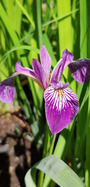 Iris versicolor