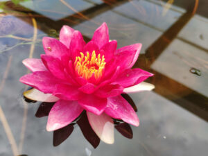 Nymphaea 'Andreana'