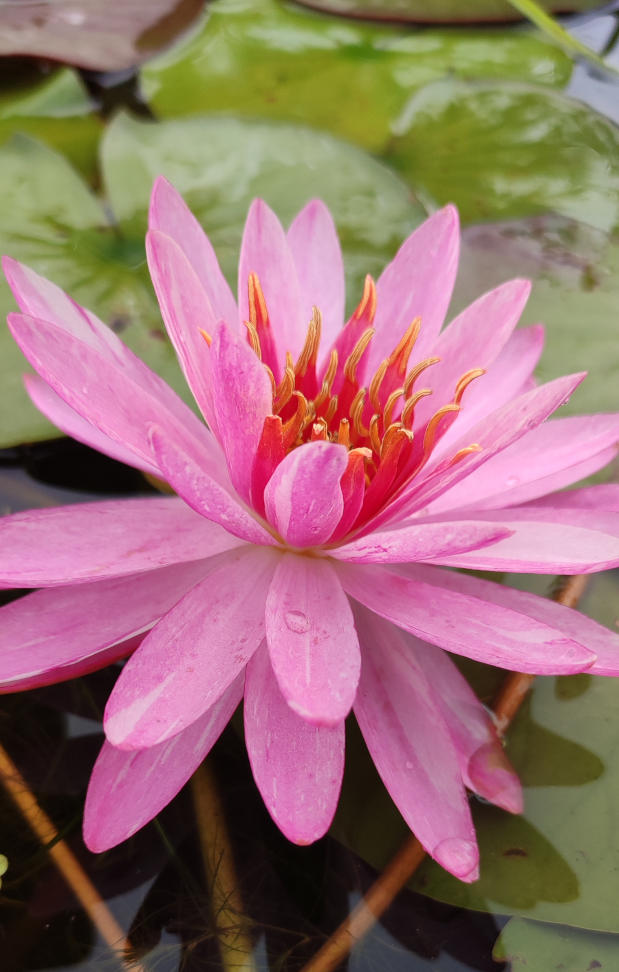 Nymphaea 'Siriporn'