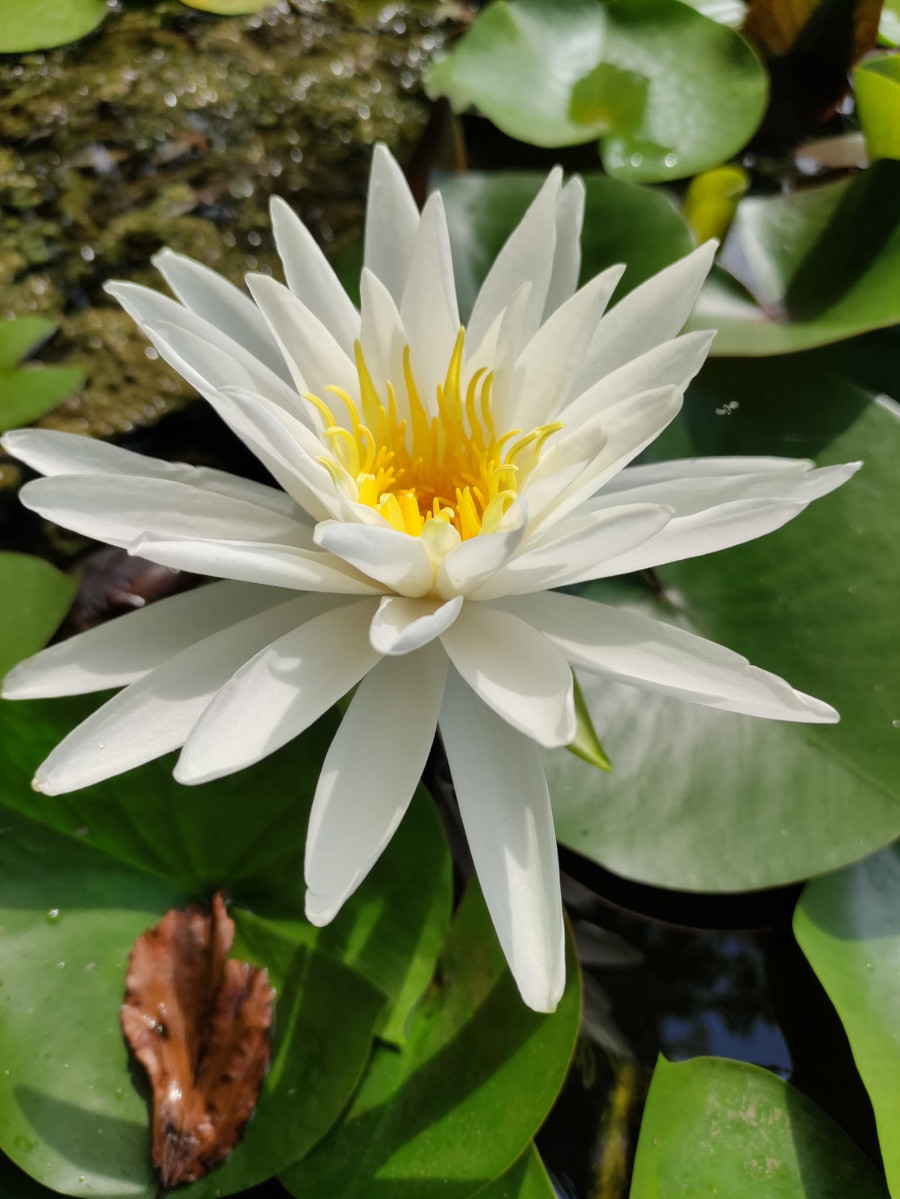 Nymphaea tuberosa 'Richardsonii' - immagine 2