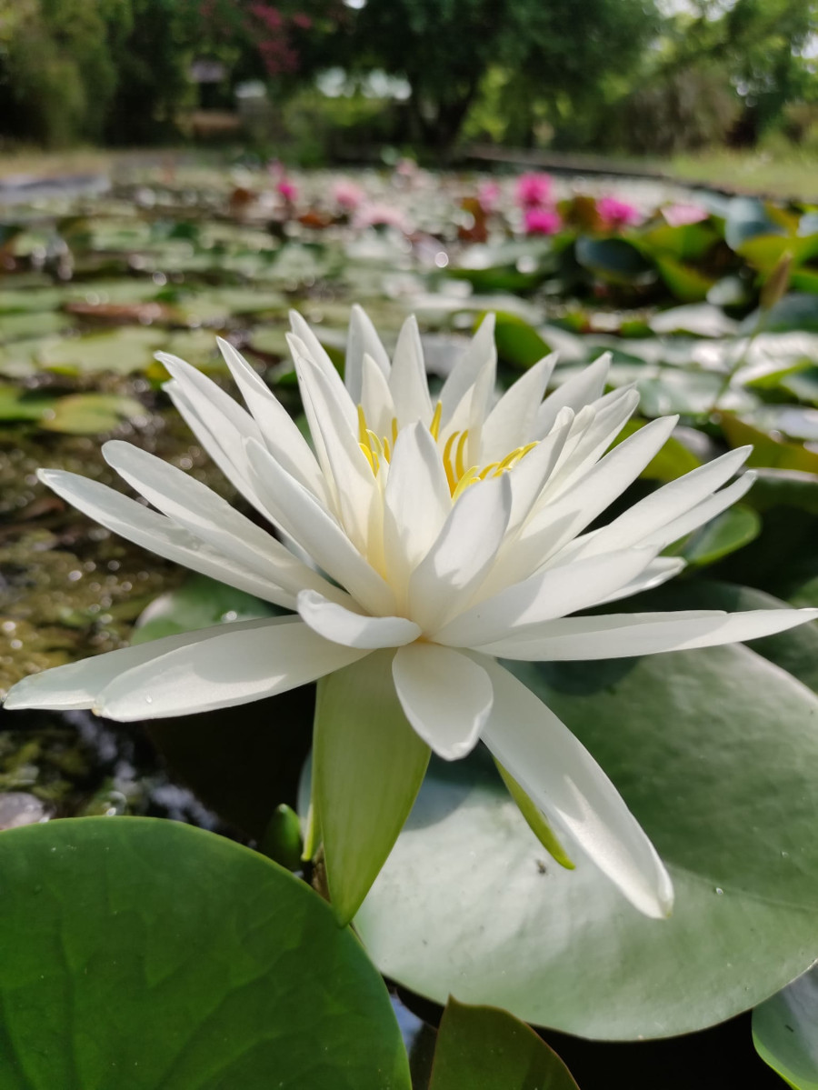 Nymphaea tuberosa 'Richardsonii'