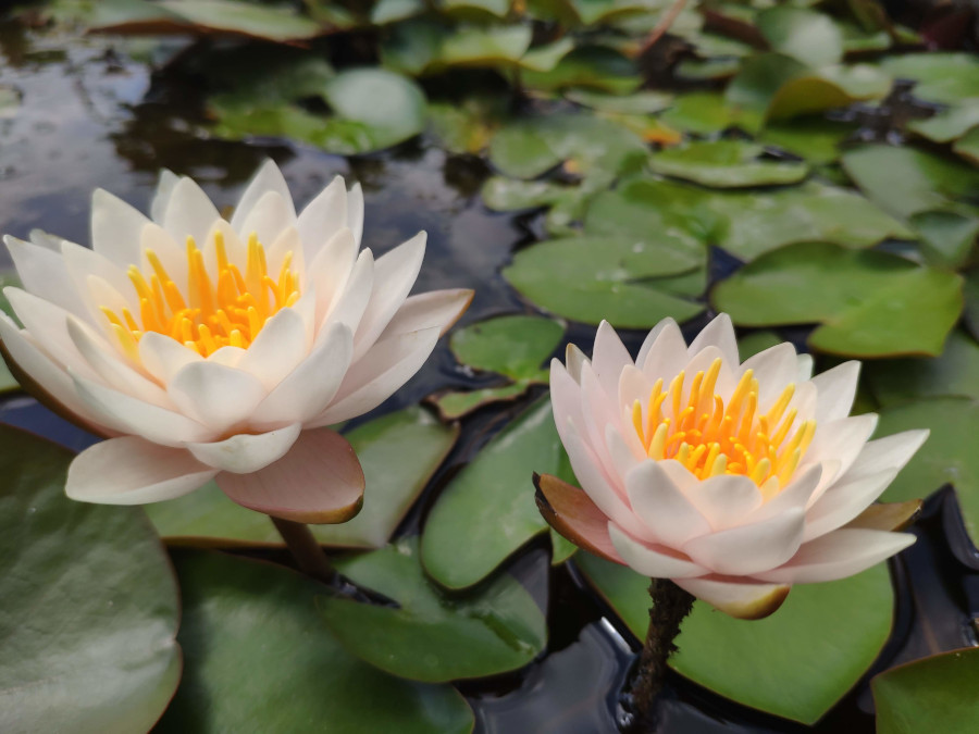 Nymphaea 'Walter Pagels' - immagine 2