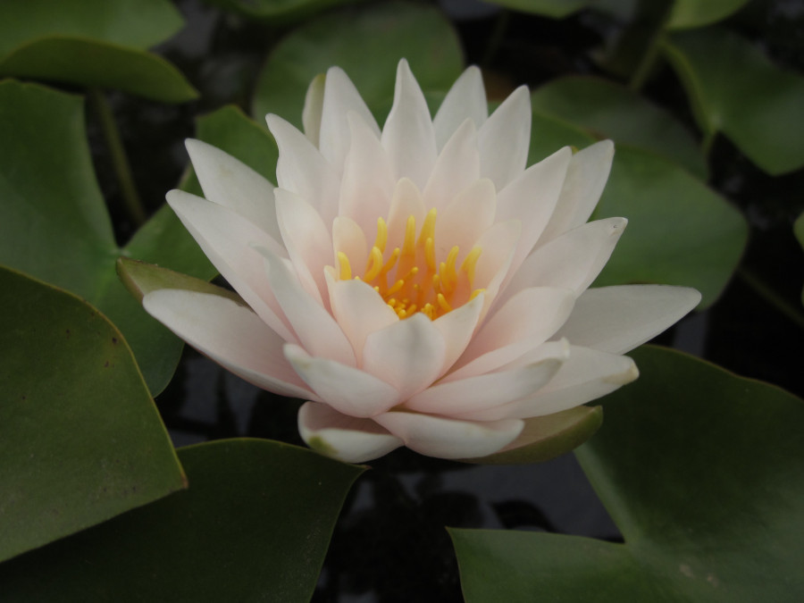 Nymphaea 'Walter Pagels'