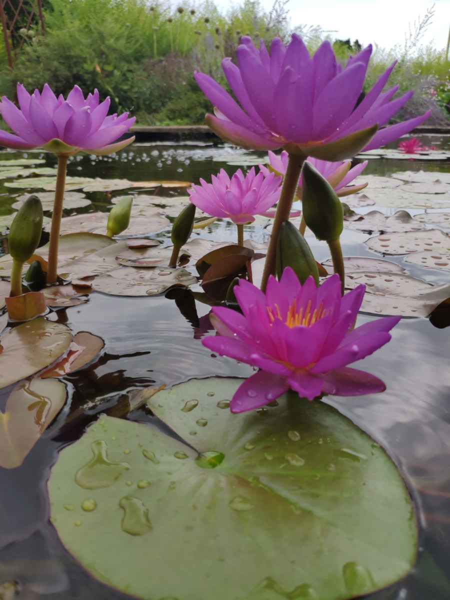 Nymphaea 'Purple Cone' - immagine 2
