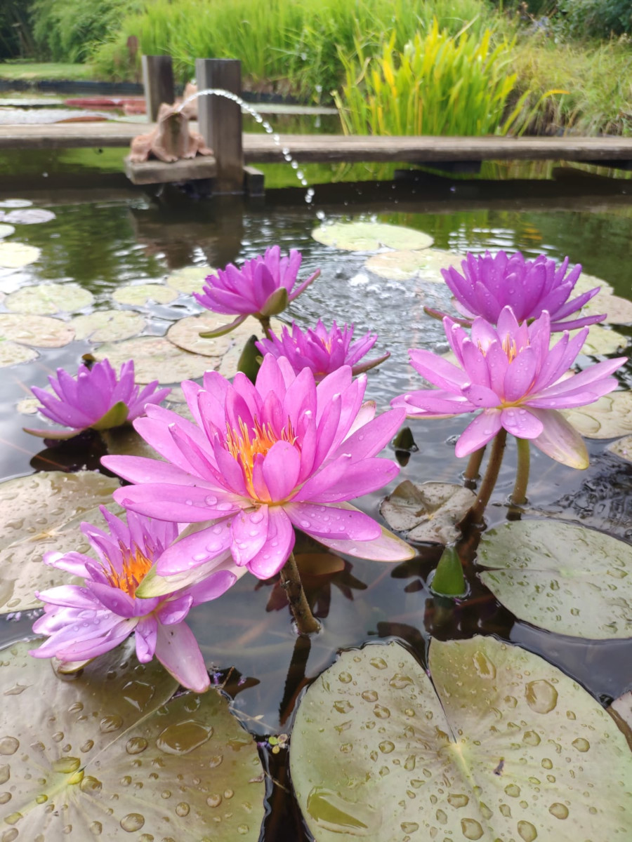Nymphaea 'Purple Cone' - immagine 3