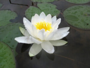 Nymphaea 'Albatross'