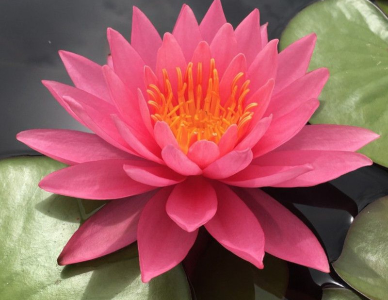 Nymphaea 'Wow'