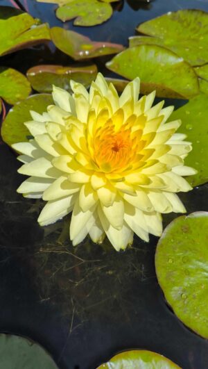 Nymphaea 'Puttaraksa'