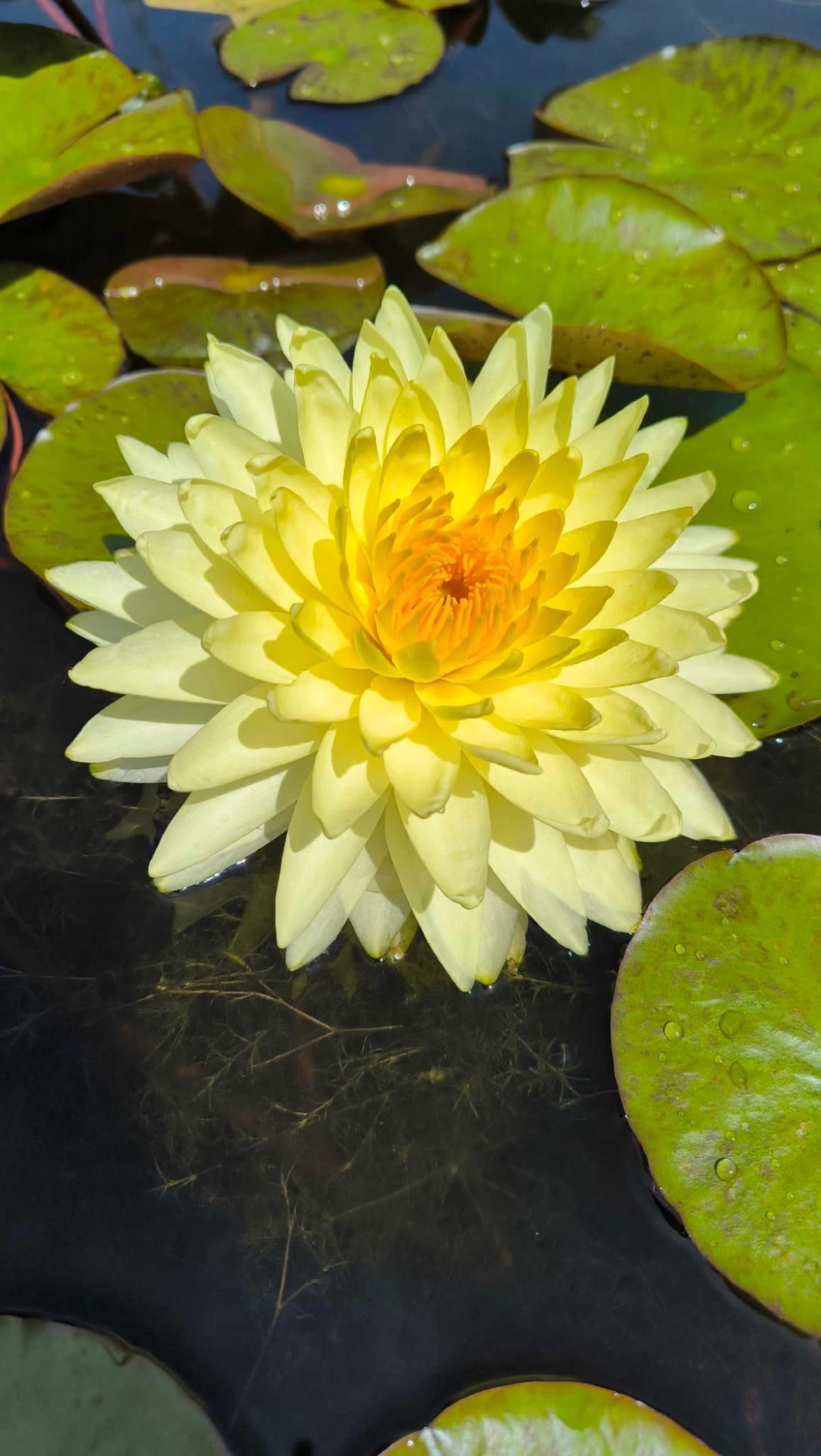 Nymphaea 'Puttaraksa'