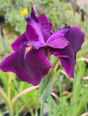 Iris ensata 'Loyalty'