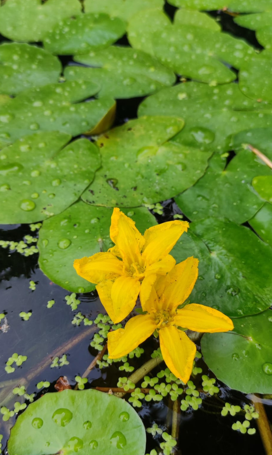 Nymphoides peltata - immagine 2