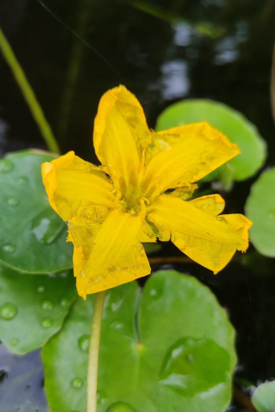 Nymphoides peltata