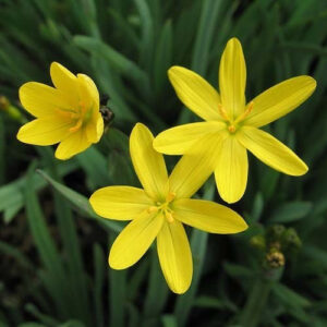 Sisyrinchium californicum 'Brachypus'