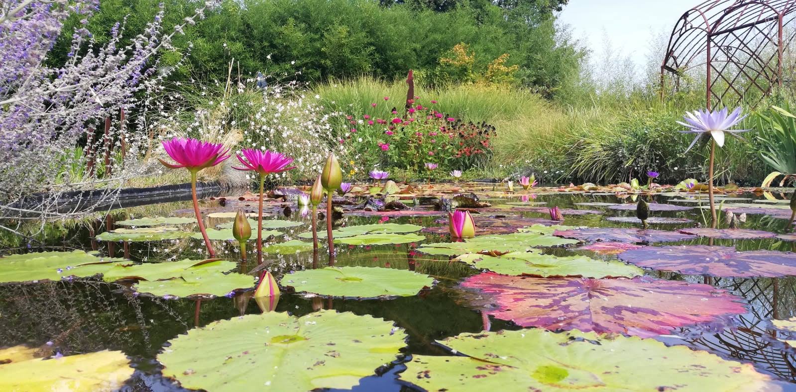 Produzione e vendita di piante acquatiche