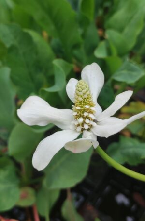 Anemopsis californica