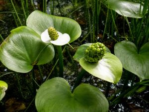 Calla palustris